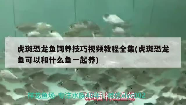 銀龍魚眼睛長了不知是什么東西（黃化銀龍魚眼睛是什么顏色的）