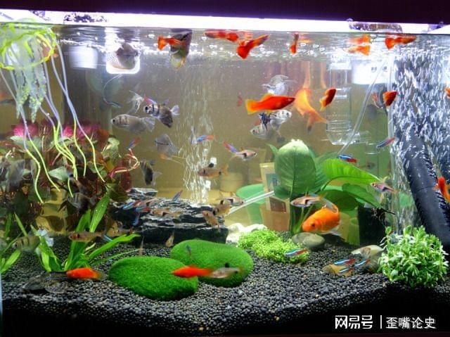 森森魚缸80公分的怎么樣（80公分魚缸飼養技巧） 森森魚缸80公分的怎么樣（80公分魚缸飼養技巧） 魚缸百科