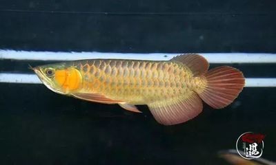 龍魚瞎了怎么進食：對于瞎了的龍魚進食問題