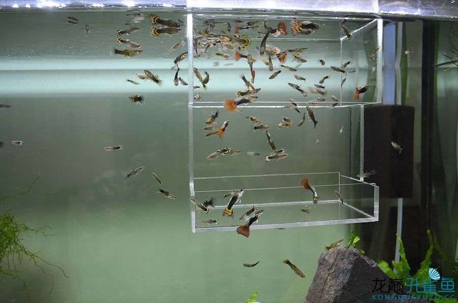 魚缸水起了很多泡泡（魚缸水起了很多泡泡可能是由多種因素引起的，了解這些措施）