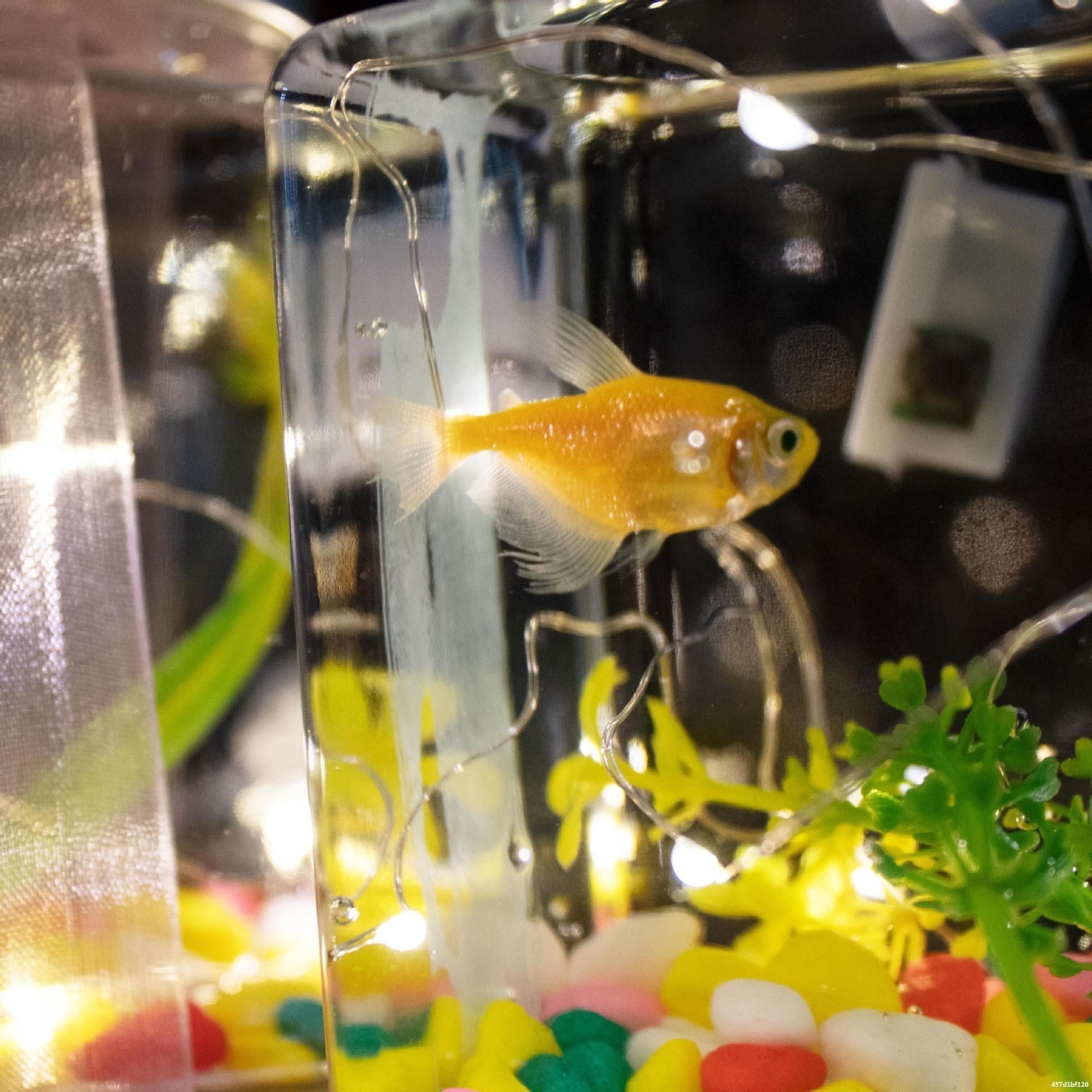 魚缸水起了很多泡泡（魚缸水起了很多泡泡可能是由多種因素引起的，了解這些措施）