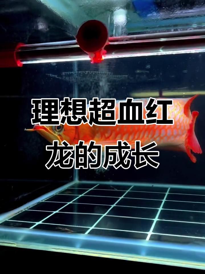能否提供血紅龍的視頻？ 能否提供血紅龍的視頻？ 龍魚論壇 第1張