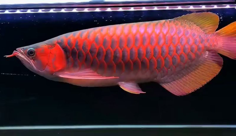 能否提供血紅龍的視頻？ 能否提供血紅龍的視頻？ 龍魚論壇 第4張