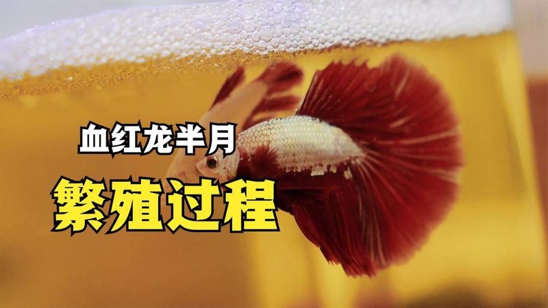 能否提供血紅龍的視頻？ 能否提供血紅龍的視頻？ 龍魚論壇 第5張