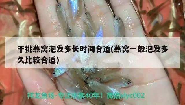 銀龍魚苗養(yǎng)到20厘米要多久能長(zhǎng)大呀（銀龍魚苗10cm怎么養(yǎng)）