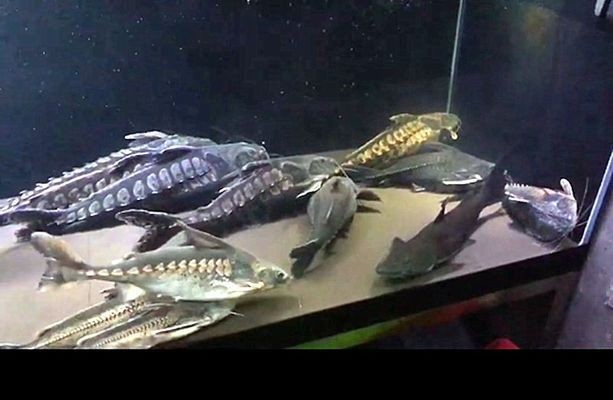 鐵甲武士魚混養環境布置技巧：鐵甲武士魚與龍魚混養注意事項