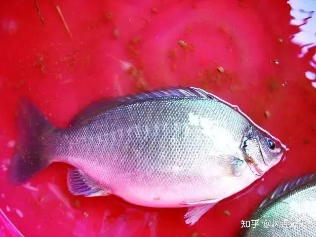 翡翠魚圖片