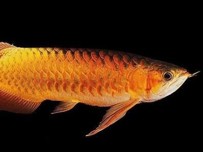 過背金龍魚為什么發色好（揭秘藍底過背金龍魚的藍底發色原因！）