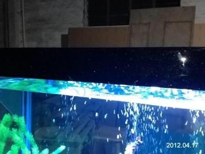 龍魚缸配置要求：龍魚缸的最佳尺寸對于確保龍魚健康生長至關重要