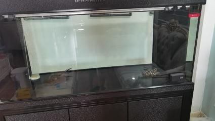 龍魚缸配置要求：龍魚缸的最佳尺寸對于確保龍魚健康生長至關重要