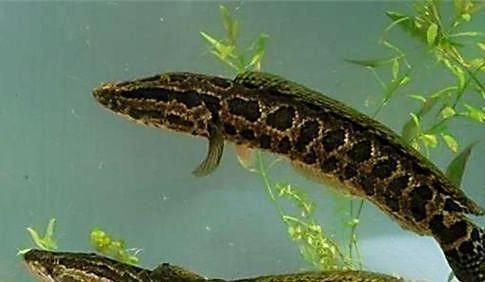 龍魚和烏魚：龍魚和烏魚哪個(gè)好？