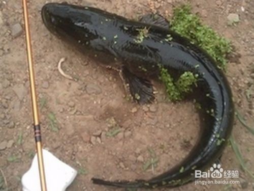 龍魚和烏魚：龍魚和烏魚哪個(gè)好？
