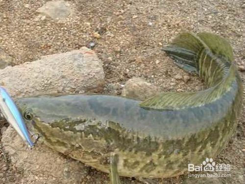 龍魚和烏魚：龍魚和烏魚哪個(gè)好？