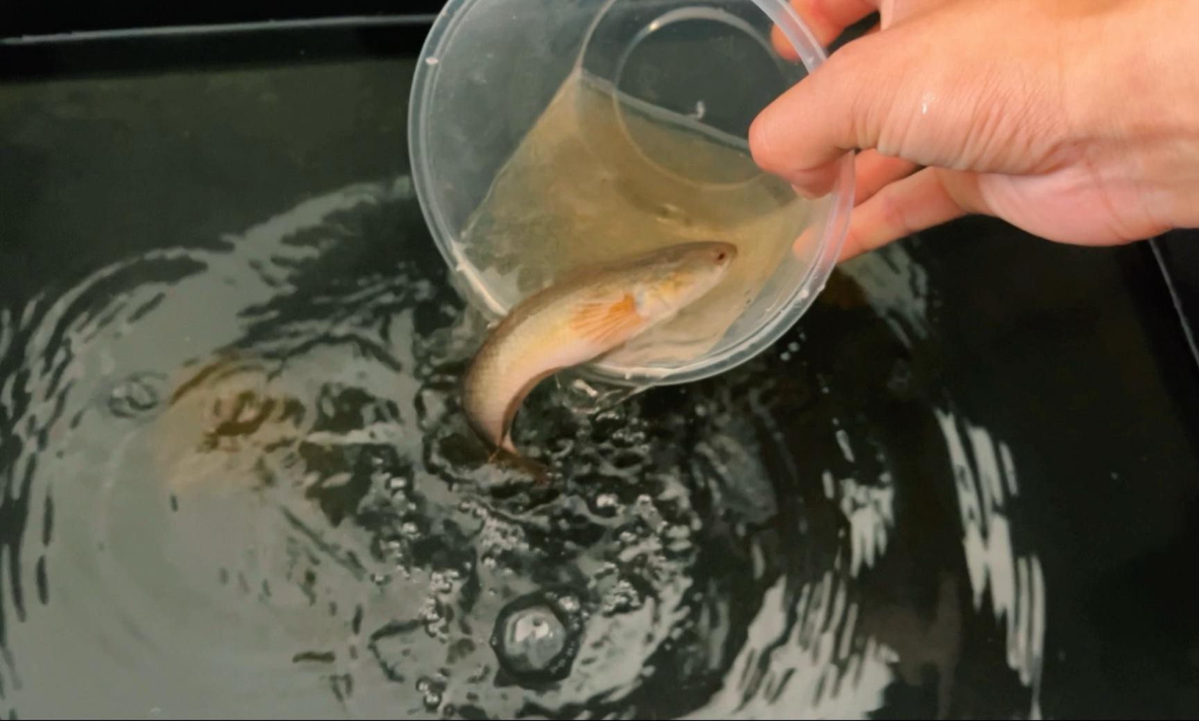 龍魚缸視頻教程
