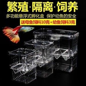 魚缸養護秘籍：挑戰缸中缸魚缸是一種怎樣的體驗？