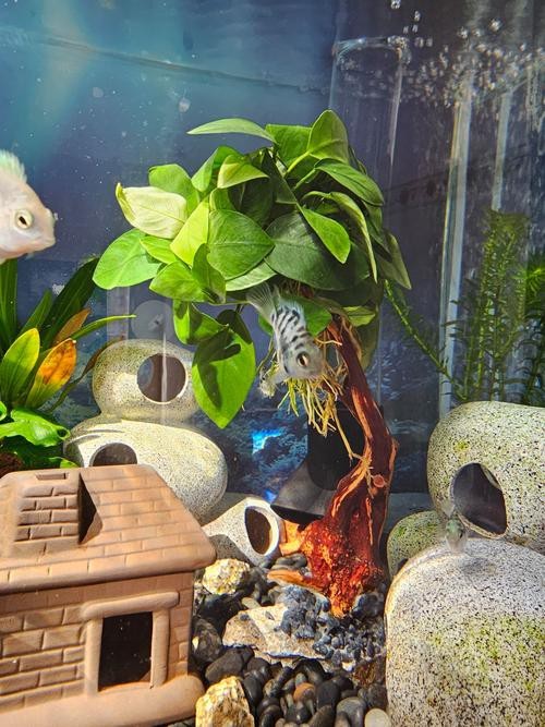 有哪些水草適合與龍魚混養？