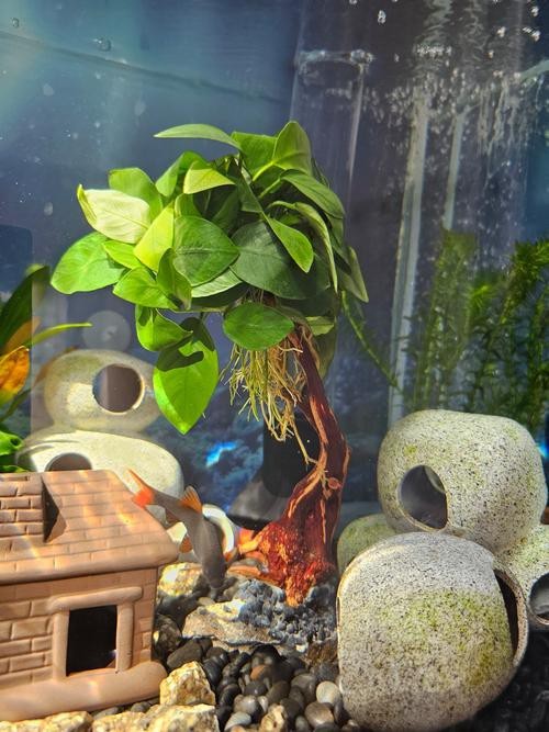 有哪些水草適合與龍魚混養？