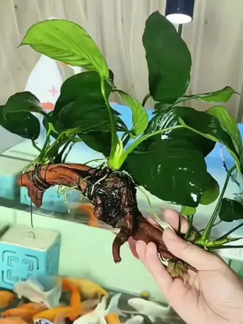 有哪些水草適合與龍魚混養？