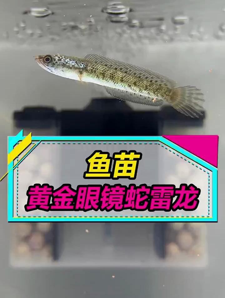 哪些品種的雷龍魚適合新手？ 哪些品種的雷龍魚適合新手？ 龍魚論壇 第7張
