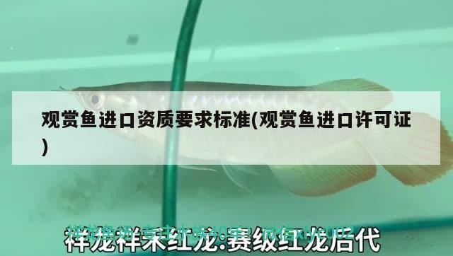 銀龍魚的品種怎么鑒別？（短身銀龍魚是什么品種銀龍魚品種怎么鑒別銀龍魚的方法）