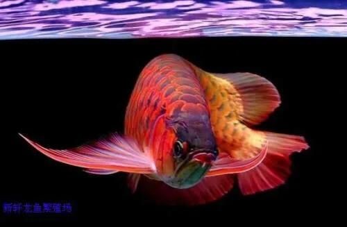 飼料 紅龍魚:區別銀龍魚金龍魚和紅龍魚 銀龍魚百科 紅龍魚:區別銀龍魚金龍魚和紅龍魚 紅龍魚:區別銀龍魚金龍魚和紅龍魚 銀龍魚百科