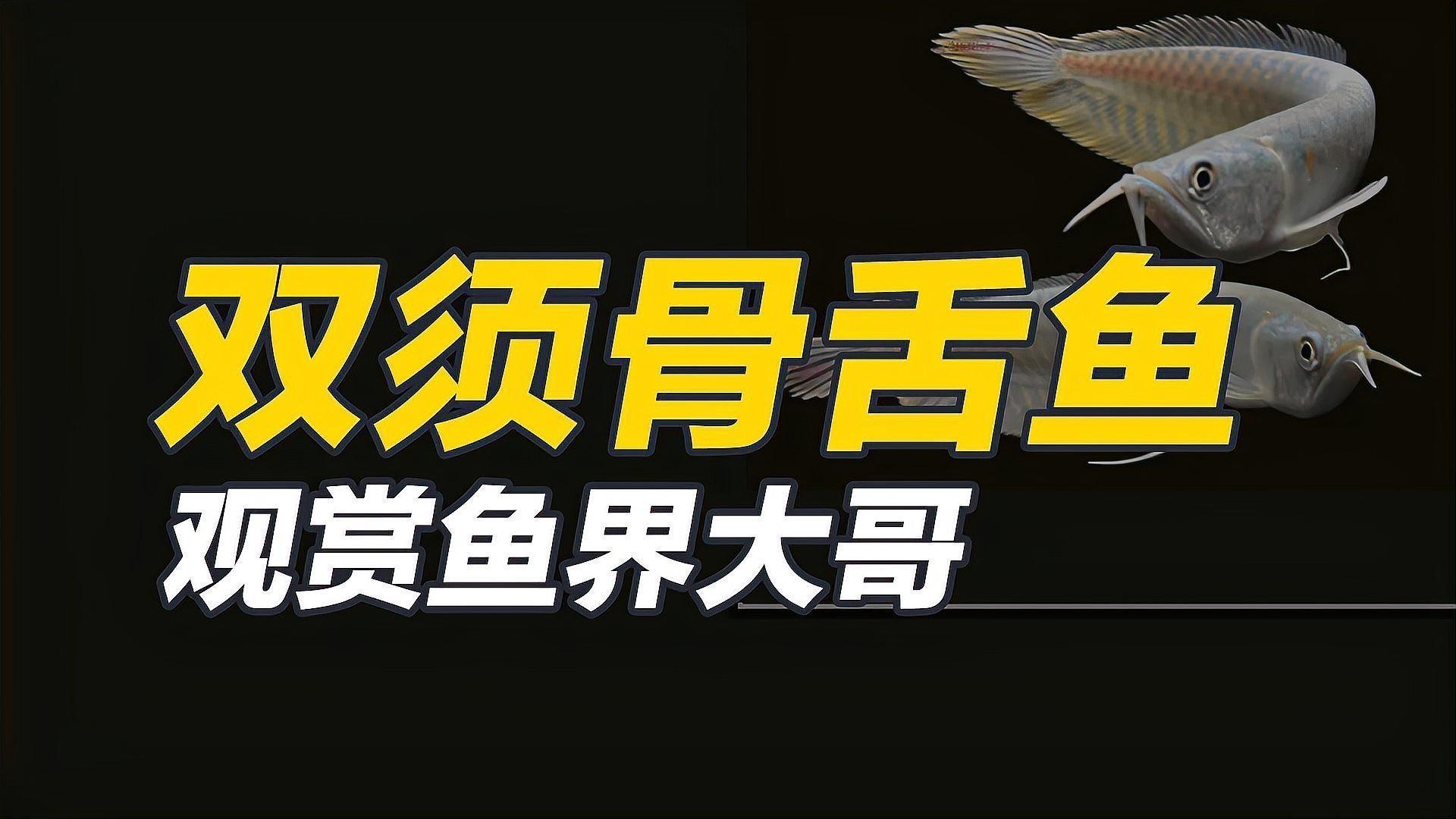 銀龍魚紅龍魚