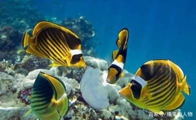 黑鯊水族魚缸是一種怎樣的存在？：鐵東區黑鯊水族專賣店 黑鯊水族魚缸是一種怎樣的存在？：鐵東區黑鯊水族專賣店 魚缸百科 第4張