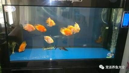 黑鯊水族魚缸是一種怎樣的存在？：鐵東區黑鯊水族專賣店 黑鯊水族魚缸是一種怎樣的存在？：鐵東區黑鯊水族專賣店 魚缸百科 第1張