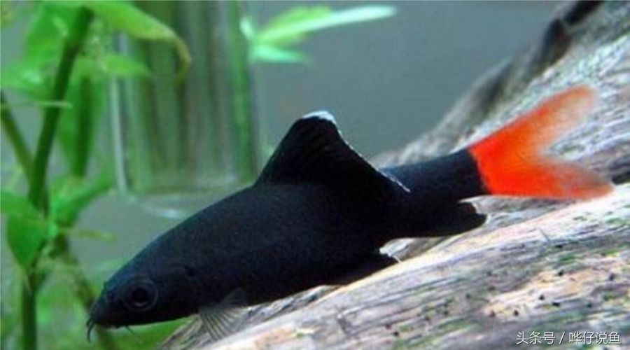 黑鯊水族魚缸是一種怎樣的存在？：鐵東區黑鯊水族專賣店 黑鯊水族魚缸是一種怎樣的存在？：鐵東區黑鯊水族專賣店 魚缸百科 第3張