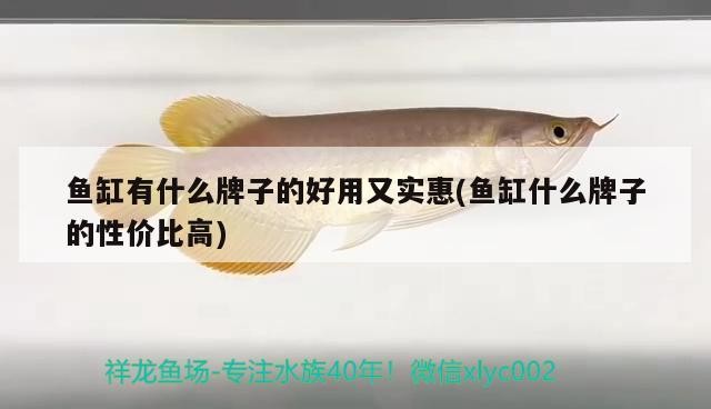 魚缸有什么牌子的好用又實惠(魚缸什么牌子的性價比高)