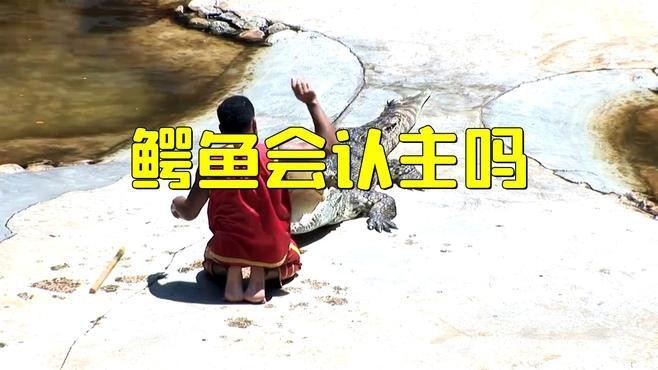 鱷魚養久了會認主人嗎