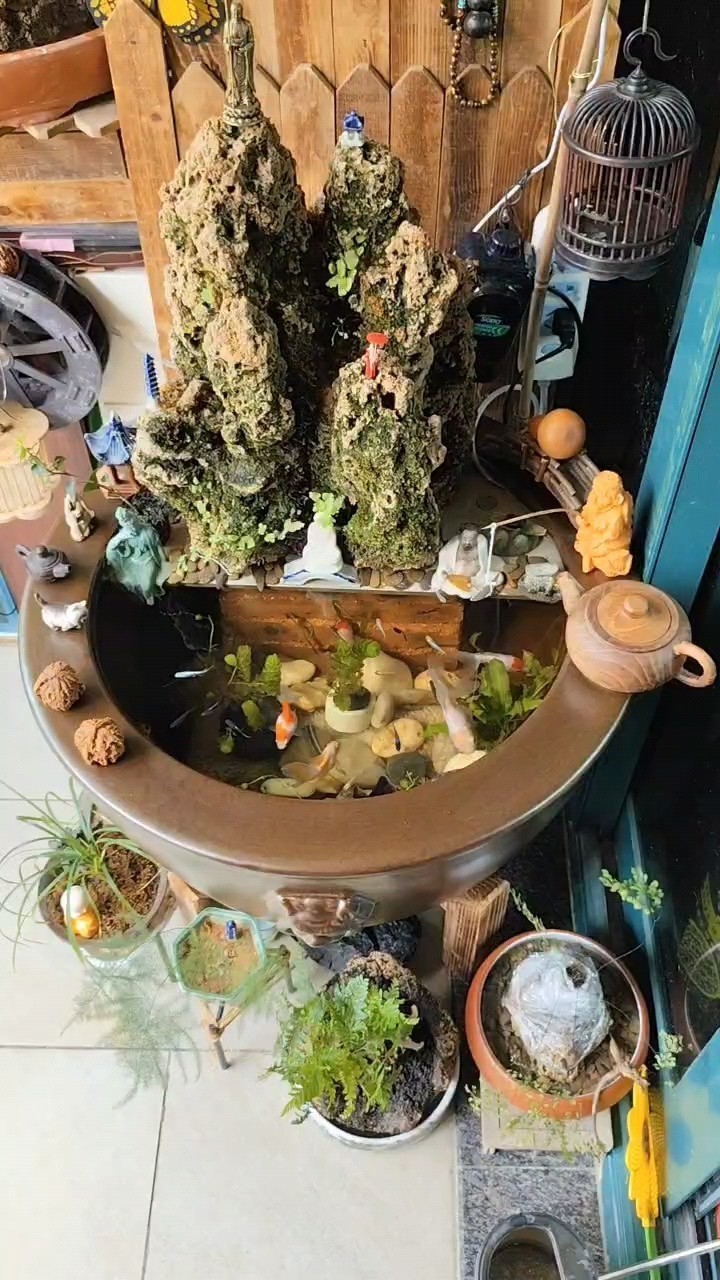 好運錦鯉 好運錦鯉 龍魚論壇