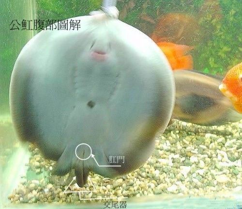 魟魚公母怎么區分 魟魚公母怎么區分 龍魚論壇 第2張