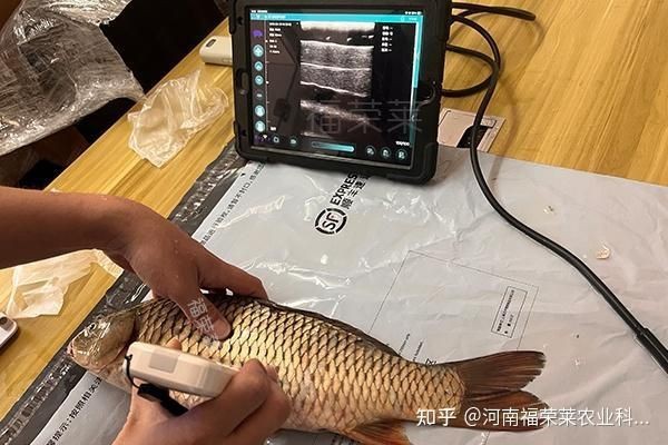 魟魚公母怎么區分 魟魚公母怎么區分 龍魚論壇 第6張