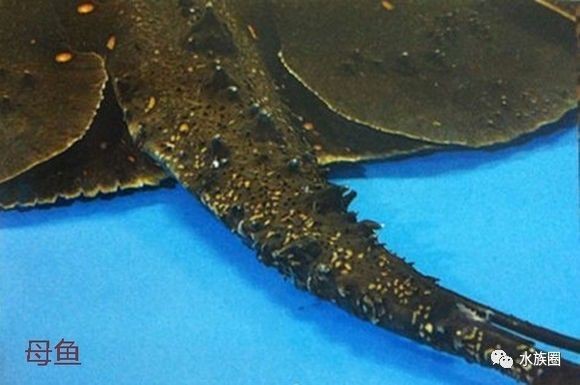 魟魚公母怎么區分 魟魚公母怎么區分 龍魚論壇 第4張