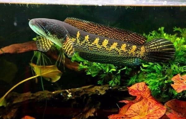 雷龍魚養什么品種：雷龍魚品種介紹 雷龍魚養什么品種：雷龍魚品種介紹 龍魚百科 第5張
