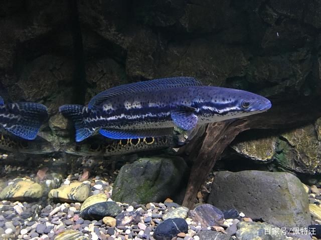雷龍魚養什么品種：雷龍魚品種介紹 雷龍魚養什么品種：雷龍魚品種介紹 龍魚百科 第3張