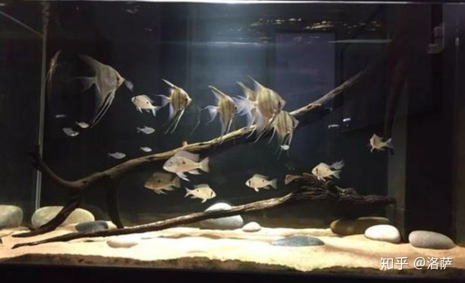 黑色的魚缸適合養大型觀賞魚和風水魚：如何選擇適合黑底魚缸的魚