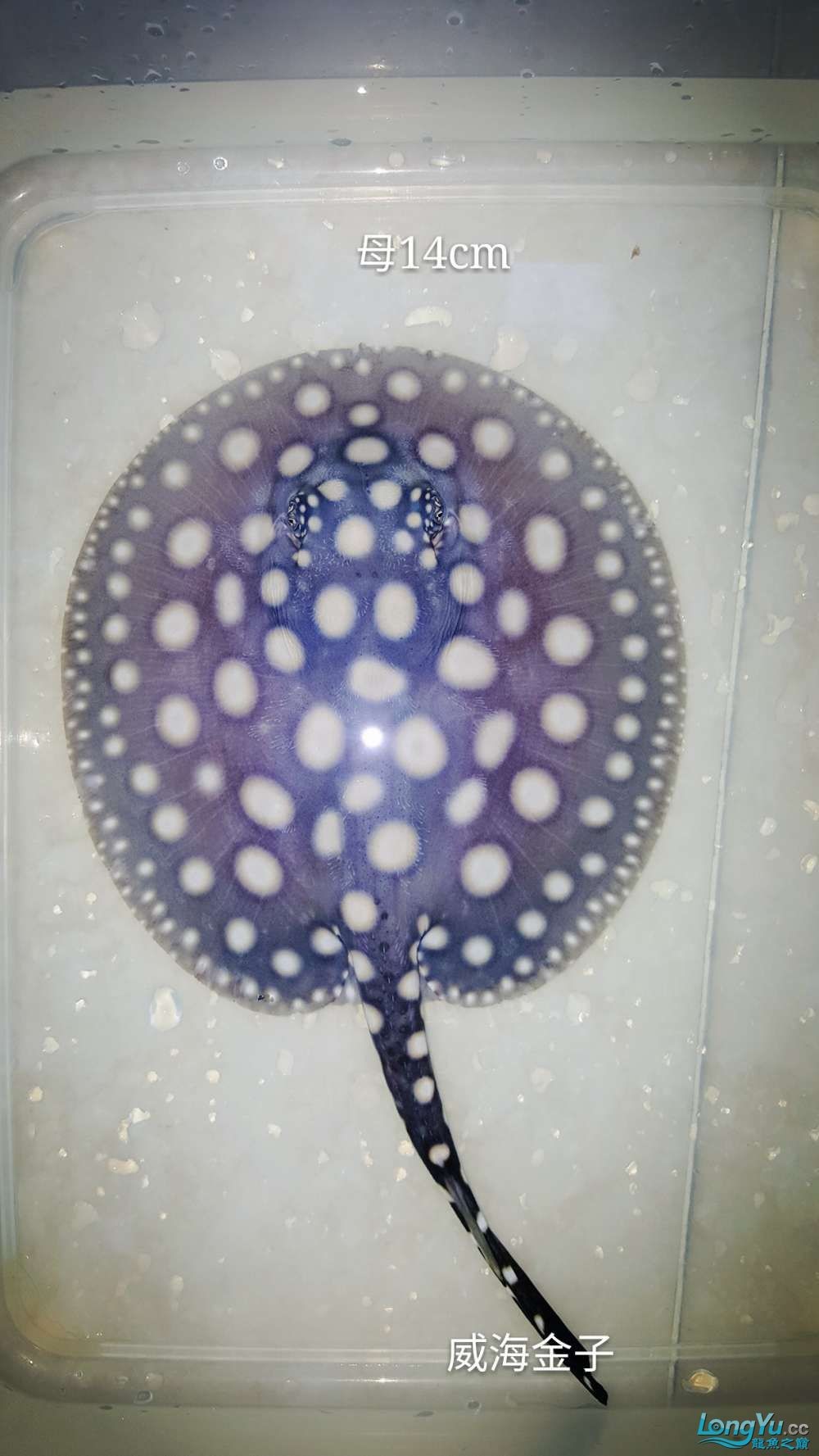 出售皇冠15cm3300和4500一對