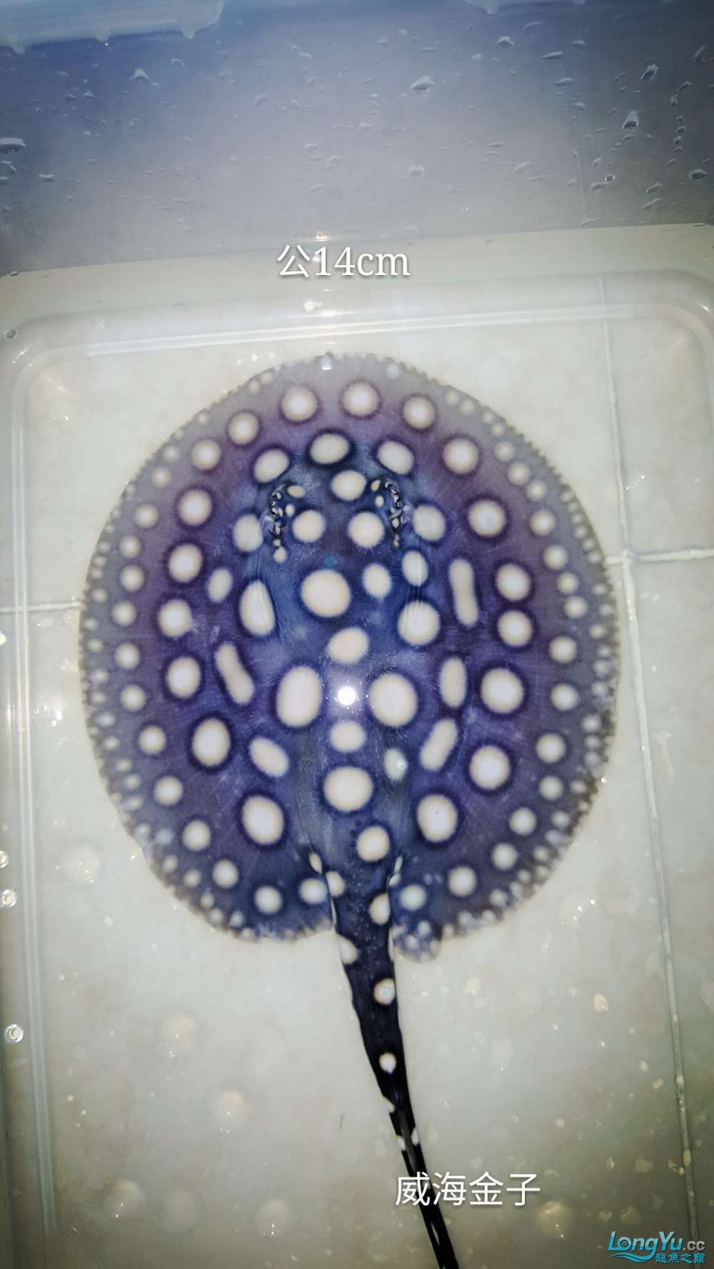 出售皇冠15cm3300和4500一對
