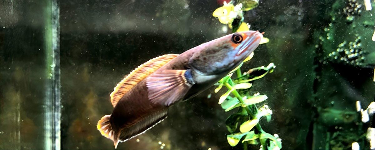 雷龍魚單養出狀態