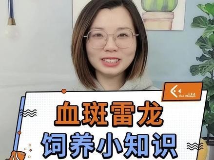 雷龍魚單養出狀態