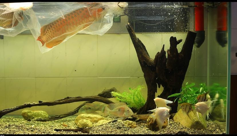 龍魚缸造景圖片大全 龍魚缸造景圖片大全 龍魚論壇 第10張