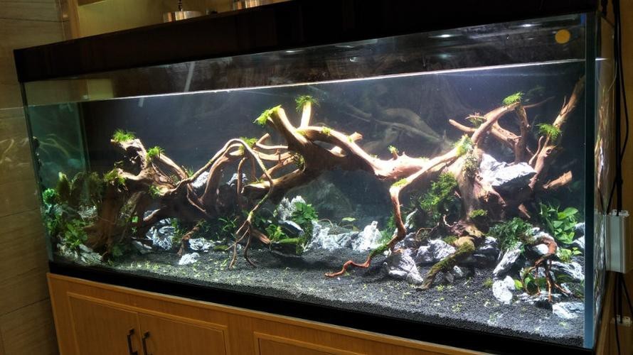 龍魚缸造景圖片大全 龍魚缸造景圖片大全 龍魚論壇 第19張