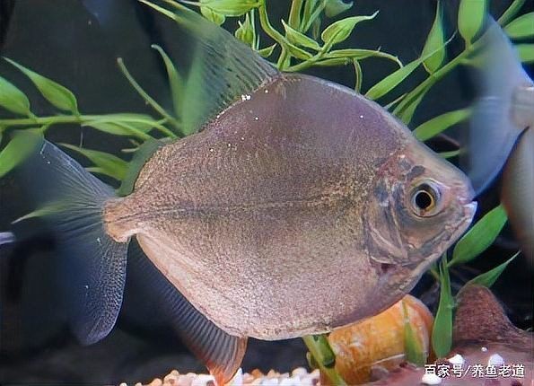 虎紋銀板魚混養的最佳方法