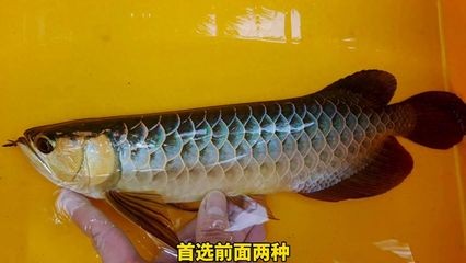 三角龍魚能活多久（三角龍魚的壽命受到哪些因素的影響？）