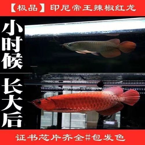 有沒有更多紅龍魚變種圖片？