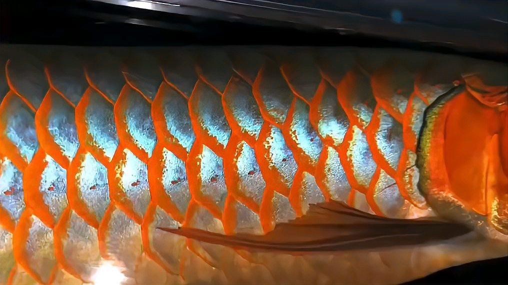 有沒有更多紅龍魚變種圖片？