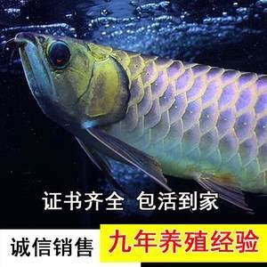 大連市沙河口區建軍水族商店（大連市沙河口區建軍水族商店地址）