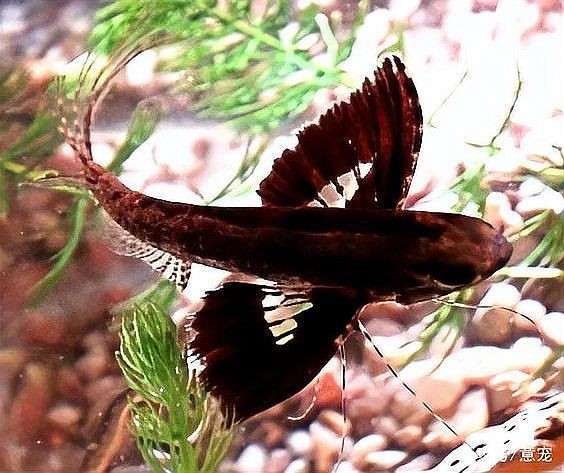 和恐龍一個(gè)時(shí)代的魚